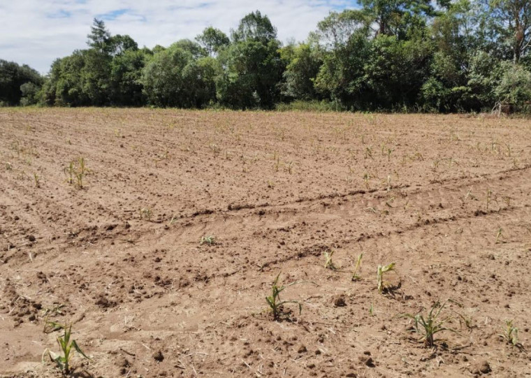 A prefeitura de Encruzilhada do Sul estima redução de 50% na safra de milho e 25% na de soja