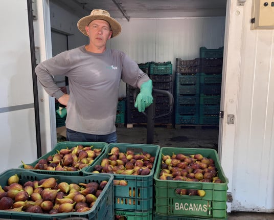 Safra gaúcha de figos é estimada em 4 mil toneladas