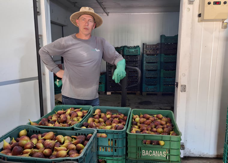 Volmir Kich aposta na produção de figos na propriedade em Nova Petrópolis e projeta ampliar área de cultivo