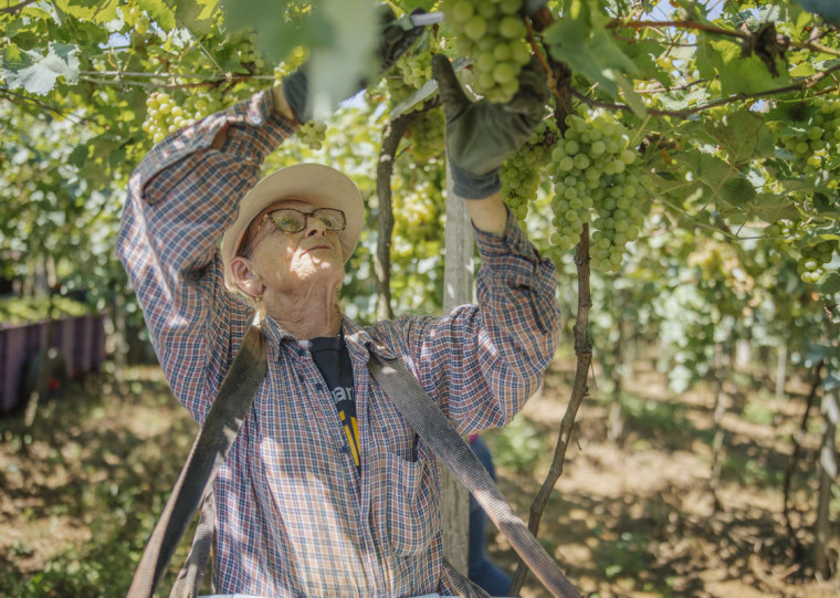 Chardonnay e Pinot Noir são os principais varietais para os espumantes