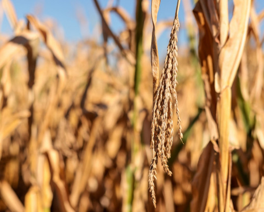 Fiergs revê projeção e aponta redução superior a um ponto percentual na alta do PIB do RS em 2025