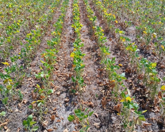 Mapa diz à Ocergs que prorrogará quitação de dívidas