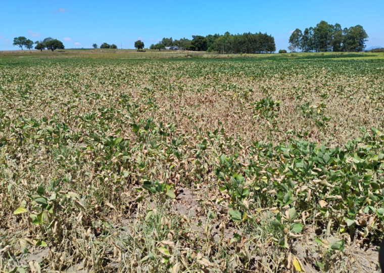 Cerca de 50% dos agricultores do RS já tiveram perdas representativas, aponta pesquisa do Movimento SOS Agro