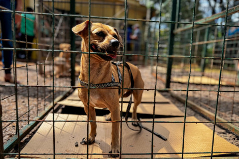 Projeto de lei proíbe comercialização de cães e gatos