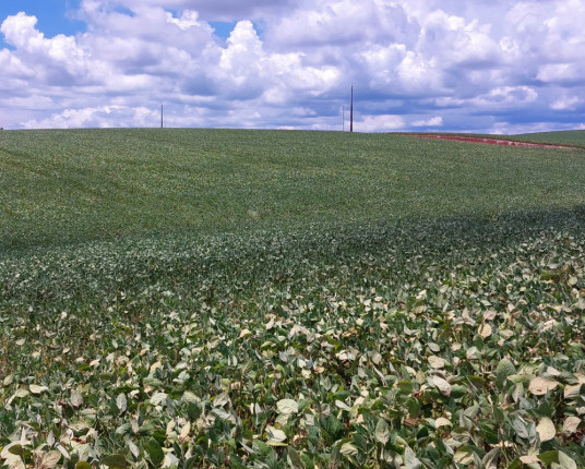 Prejuízos da estiagem somam R$ 117,8 bi desde 2020 no RS
