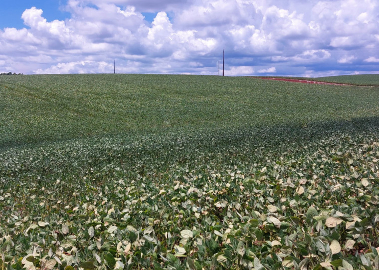 Soja é impactada pela seca no município de Faxinalzinho