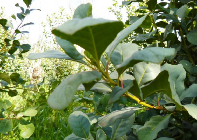 Com origem no município na década de 70, a Cambona 4 teve alta velocidade de rebrote após colheita