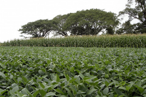 Desempenho melhor de grãos dá ânimo ao produtor, mas preços em alta são desafio