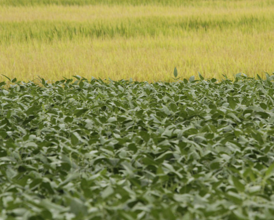 Conab estima novo aumento na produção de grãos no Brasil, chegando a 325,7 milhões de toneladas