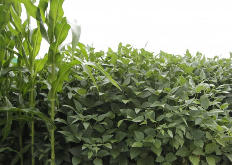 Lavouras de milho e soja estão entre as mais sensíveis a estresses hídricos e dependem de chuva nos momentos certos do cultivo