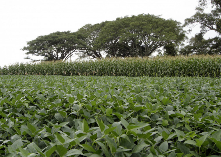 Soja, milho e outras commodities tendem a apresentar desempenho melhor no próximo ciclo, avalia Farsul