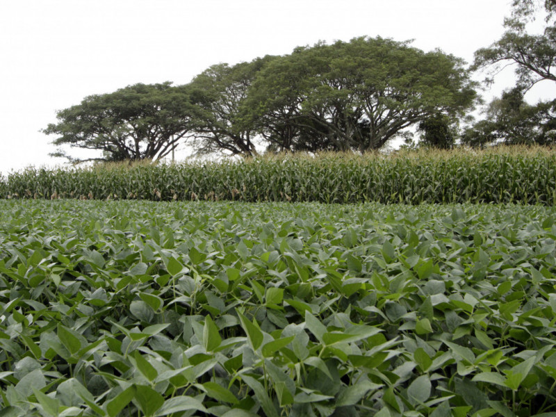 Desempenho melhor de grãos dá ânimo ao produtor, mas preços em alta são desafio