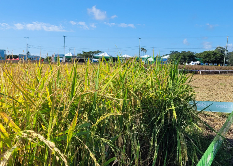 Colheita do arroz 2025