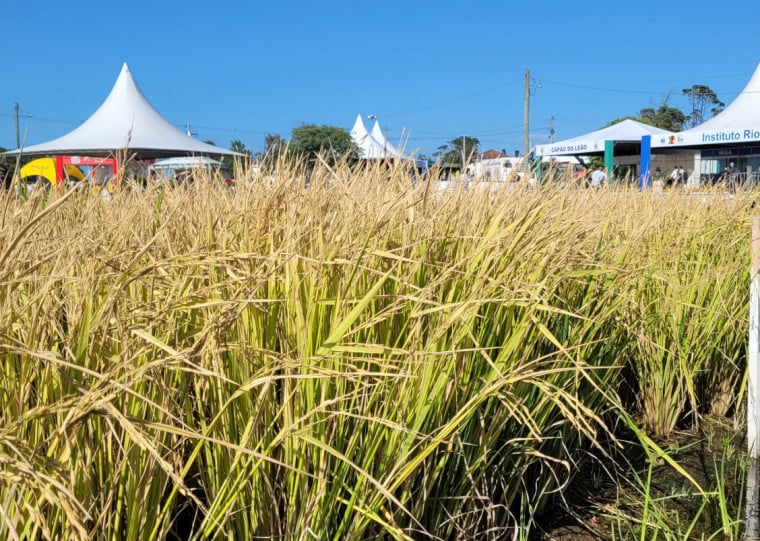Irga confirmou área plantada de arroz no Rio Grande do Sul em 970 mil hectares