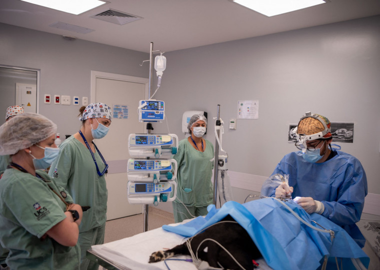 Cadela de 12 anos foi submetida ao procedimento através da técnica de acesso ao lobo frontal do animal