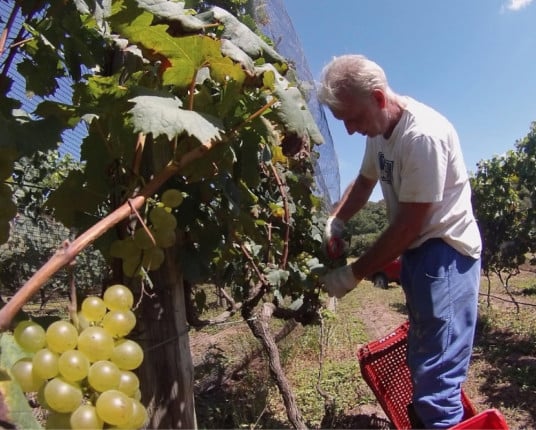 Vinícolas familiares do RS apostam na produção de vinhos finos