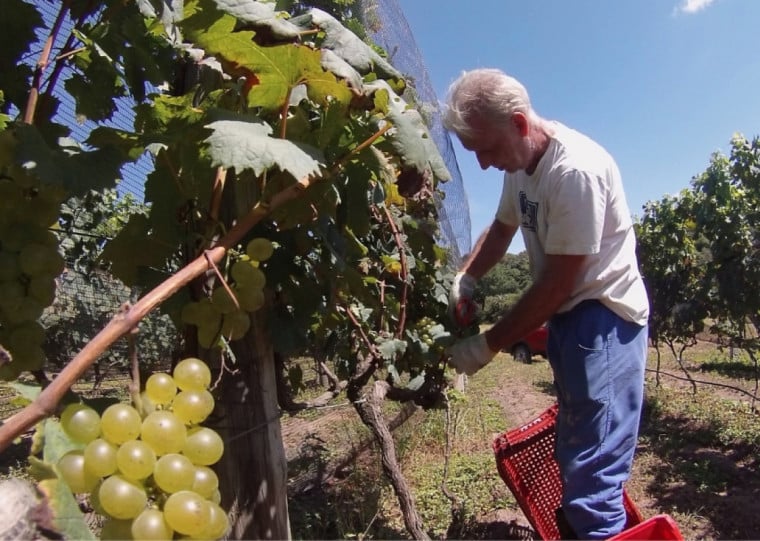 O agrônomo Eduardo Giovannini é rigoroso na seleção das uvas a serem colhidas nos parreirais em Viamão