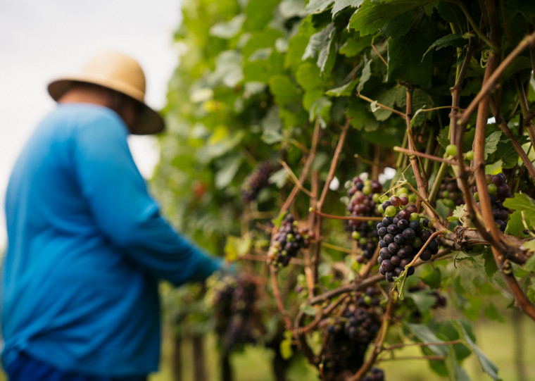 As principais variedades cultivadas no munic&iacute;pio s&atilde;o Isabel, Ni&aacute;gara, Bord&ocirc;, Violeta e Concord