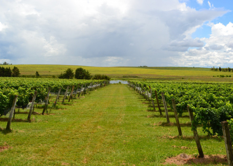 A viticultura em escala industrial na região é, historicamente, mais antiga do que na Serra