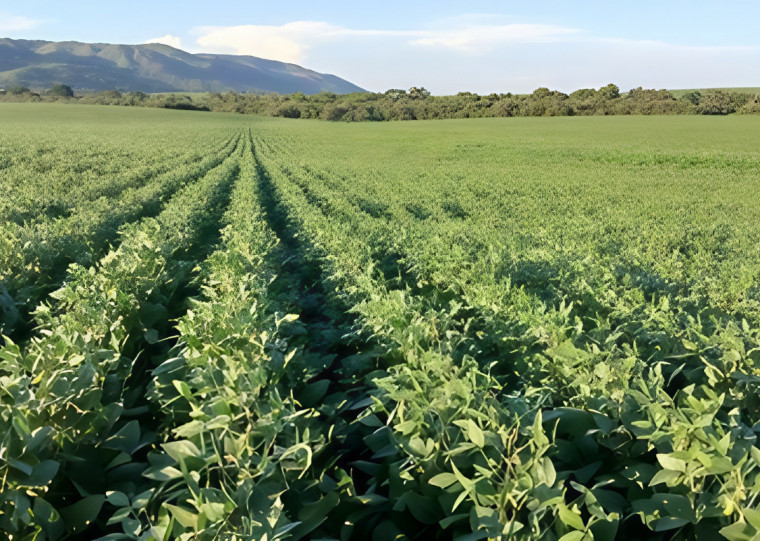 Melhora no clima e expectativa de chuvas em março elevam projeção de rendimento no Grupo La Trinidad
