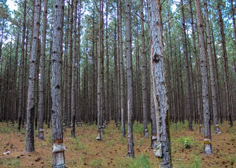 Cerimônia de premiação acontece dia 16 de abril de 2026, a partir das 18h, no Instituto Ling, em Porto Alegre