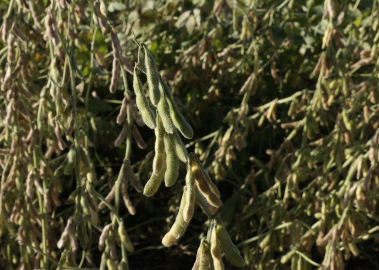 PIB da cadeia da soja e do biodiesel deverá representar 21,7% do PIB do agronegócio