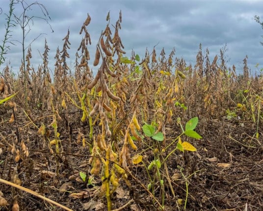Novo período de estiagem reduz potencial da safra gaúcha de grãos