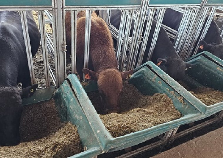 Neste ano, 36 touros estão no projeto realizado em parceria com a Embrapa, que visa a seleção de animais mais eficientes