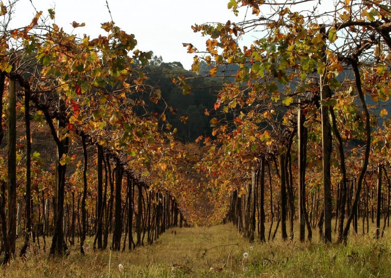 Para compor o acervo será reunido arquivos de vinhos guardados desde há 23 anos, produzidos em Bento