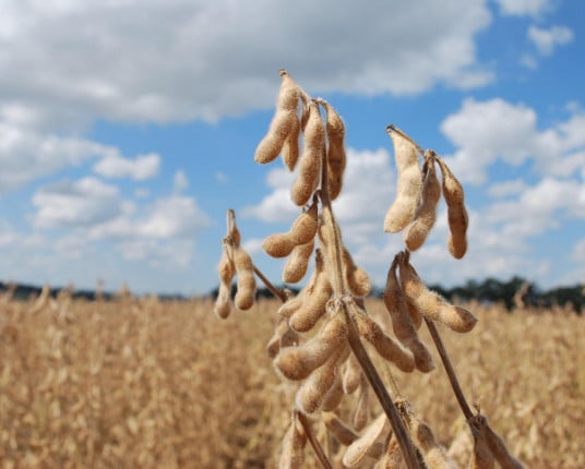 Safra gaúcha de grãos está estimada em 33,9 milhões de toneladas, aponta novo levantamento da Conab
