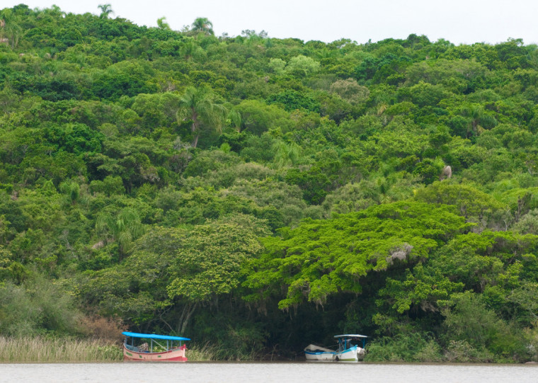 O Projeto Reflora, da CMPC, tem duração prevista de três anos