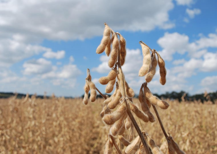 Rio Grande do Sul deve apresentar uma queda de 8% na produção em relação ao ciclo anterior