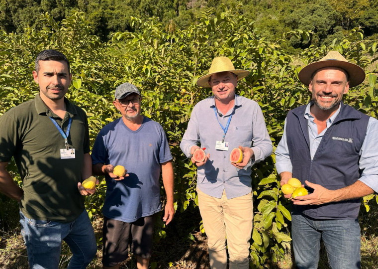 Munic&iacute;pio fornece incentivos aos produtores da fruta
