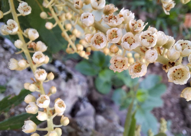 Fonte do pólen vem da Carne-de-vaca, espécie que está em extinção