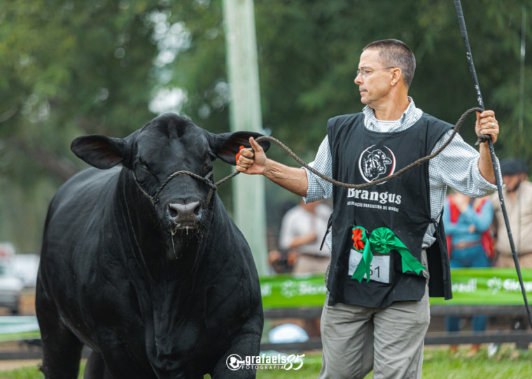 A mostra nacional da raça ocorrerá de 19 a 22 de maio no Parque do Sindicato Rural de Uruguaiana