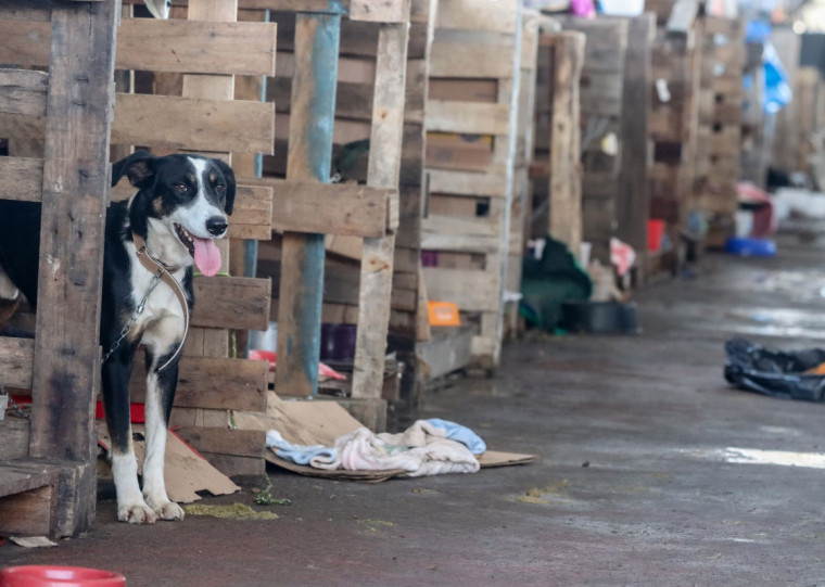 Objetivo é fornecer um rol completo de informações sobre os animais aos adotantes