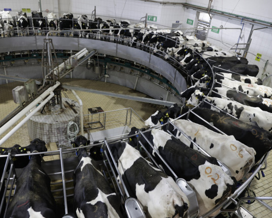 Êxodo do leite desafia futuro da produção no Rio Grande do Sul