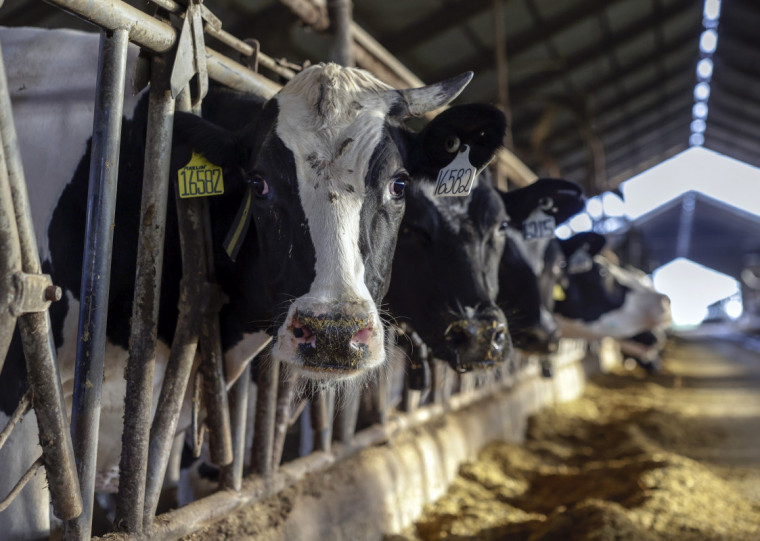 Produção de leite no Brasil cresce 1,4% em 2024, aponta IBGE