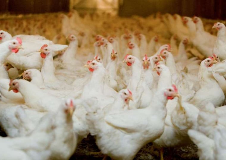 As ações do embargo incluem a interdição das instalações afetadas, eliminação das aves, desinfecção sanitária e intensificação da vigilância em um raio de 10 km