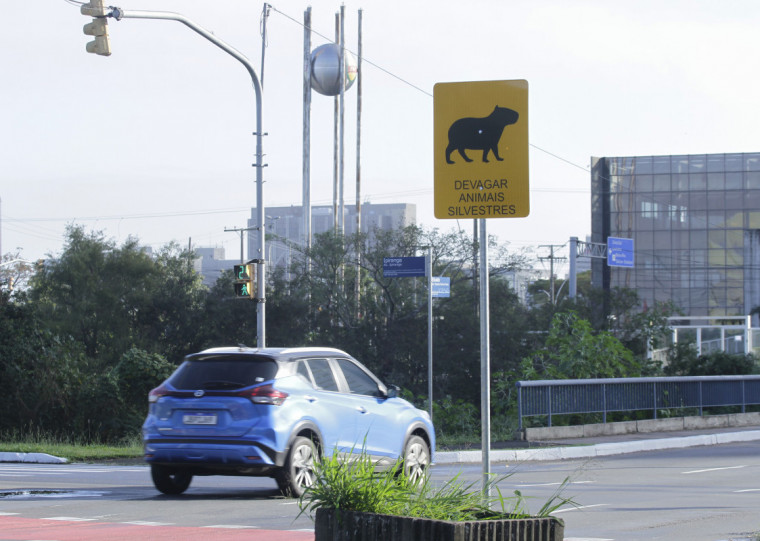 Elas se alimentam de vegetação próxima a rios e lagos, como o Guaíba, e costumam se deslocar em grupos, tanto de dia quanto à noite