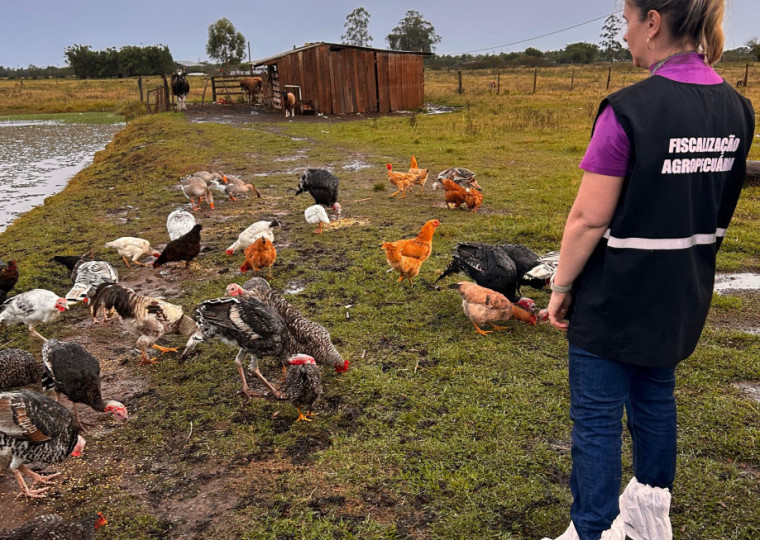 Técnicos da Secretaria da Agricultura percorrem desde sábado propriedades rurais com criação de aves no interior de Montenegro ￼