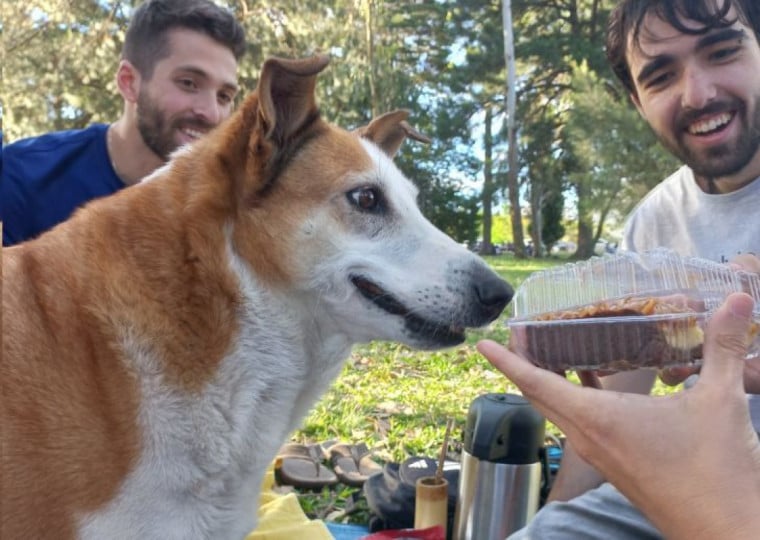 Cachorro que vive há cerca de 10 anos no campus universitário de Santa Maria diverte os frequentadores