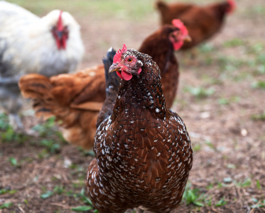 Gripe aviária tem 'marco zero' nesta quinta e durará ao menos 28 dias