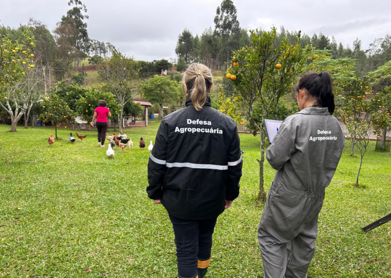 Rio Grande do Sul vistoriou 100% das propriedades que ficam no raio de três quilômetros do foco de gripe aviária - agro gaúcho - agronegócio - avicultura - granjas