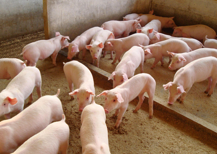 Tudo tem início na criação animal, cuja atividade gera resíduos orgânicos que são transformados em duas fontes valiosas: biogás e energia renovável