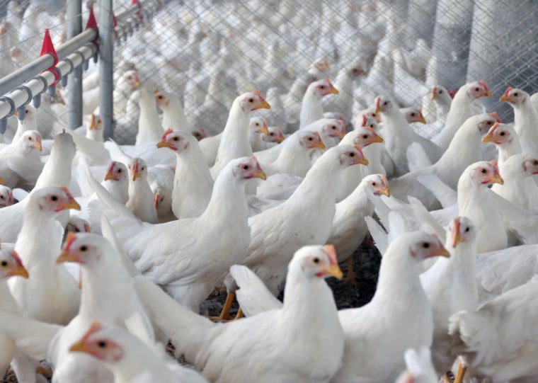 Principal impulso veio dos frigoríficos, especialmente do segmento de abate de aves, cujas exportações alcançaram US$ 35,6 milhões em maio