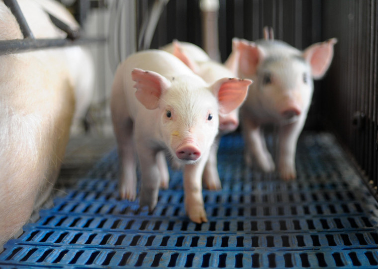 A  produção de proteína animal é a base econômica de muitos municípios na porção Norte do Estado