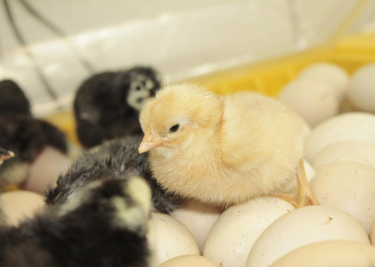 Avicultura enfrenta escassez inovando com insumos alternativos
