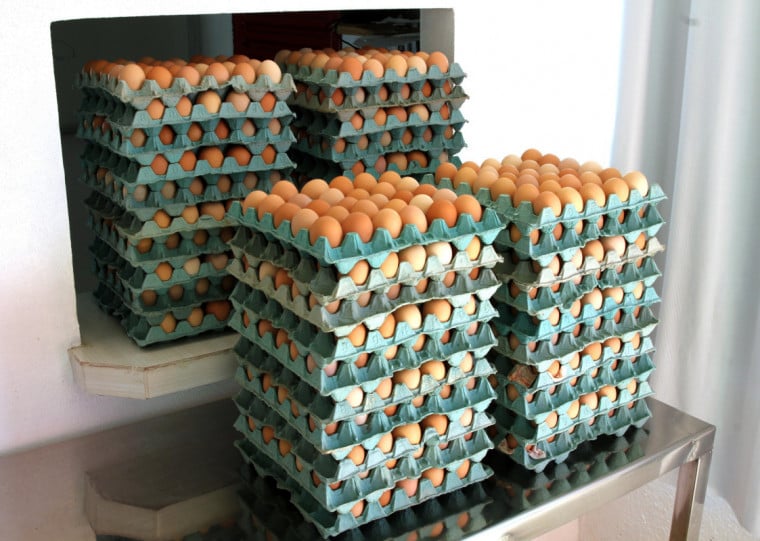 Programa Ovos RS contribui para o aumento do consumo no Estado por meio de campanhas de incentivo, conscientização nutricional e qualificação da produção
