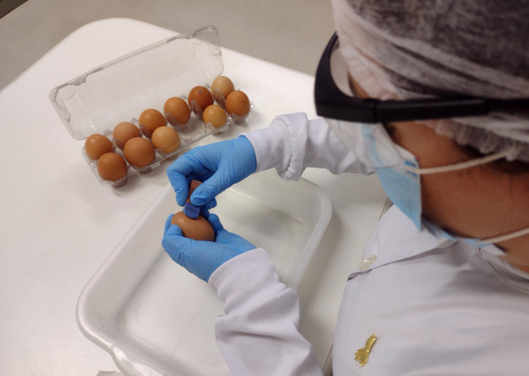 Objetivo é desenvolver o produto para servir de insumo para estudos envolvendo transgênicos e uso em biofábricas